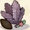 黒マコンブの種